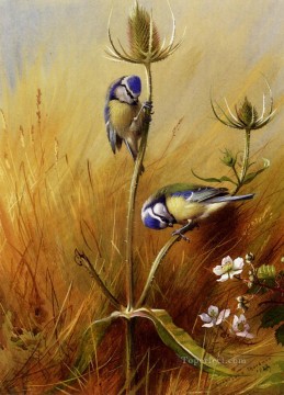  archibald - Bluetits sur une cardère Archibald Thorburn oiseau